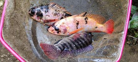 3 poissons tilapia ou connus sous le nom latin d'oreochromis niloticus sont en train d'être mis au filet, prêts à être cuits. photo