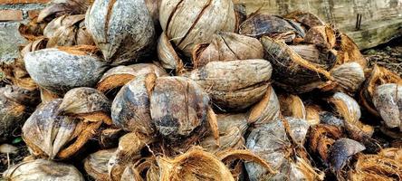 pile de coquilles de noix de coco sèches ou de cocos nucifera, vue rapprochée. photo