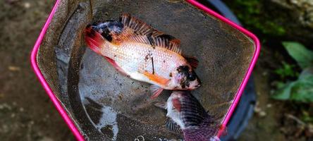 trois poissons tilapia ou oreochromis niloticus sont mis au filet, prêts à être cuits. photo