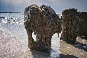 épi unique avec trou dans le tronc sur la plage de la mer baltique. côte au bord de la mer photo