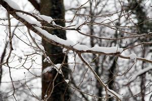 branches couvertes de neige photo