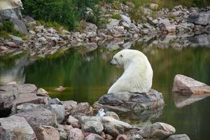 ours polaire assis sur un gros rocher au bord de la rivière. photo