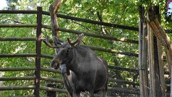 un orignal adulte debout dans un enclos de parc national photo