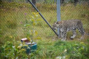 léopard dans une réserve naturelle. il est gardé dans une cage pour sa sécurité. réserve naturelle du parc zoologique de rostovskiy. photo