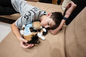 garçon adolescent avec chat de sommeil dans un bandage après la chirurgie. soin d'un animal de compagnie après la stérilisation d'une opération cavitaire. photo