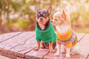 deux chiens chihuahua blancs au point et noirs au flou. chiens de petite race en vêtements. photo