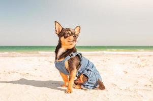 race de chien chihuahua tricolore noir rouge blanc est assis sur la plage. chien de compagnie en jeans près de la mer. photo