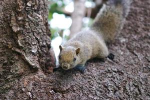 un écureuil brun marche sur un arbre. les yeux brillants ont l'air heureux. photo