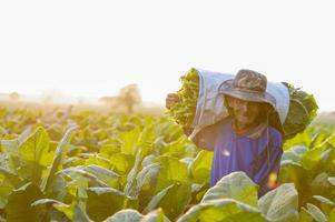 agriculture récolte des feuilles de tabac pendant la saison des récoltes un agriculteur senior recueille des feuilles de tabac les agriculteurs cultivent du tabac dans les champs de tabac qui poussent en thaïlande vietnam photo