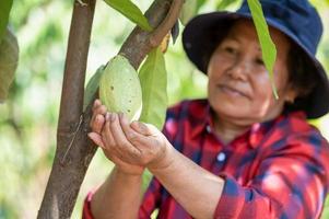 un agriculteur asiatique a l'air satisfait des fèves de cacao de sa plantation, une mère agricultrice utilise un téléphone portable pour cueillir des fruits de cacao frais dans le champ photo