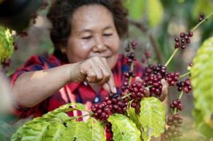 baies de café arabica par un agriculteur asiatique mains baies de café robusta et arabica à la main d'un agriculteur asiatique gia lai, vietnam photo