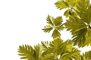 le motif d'arbre à pain vert est doré pour le concept de la nature, feuille tropicale avec espace de copie isolé sur fond blanc photo