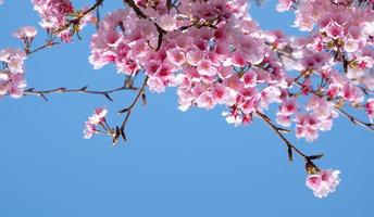 fleurs de cerisier roses sakura avec rafraîchissement le matin sur fond de ciel bleu au japon photo