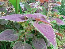 plantes miana violetter avec feuille unique photo