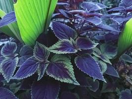 plantes miana violetter avec feuille unique photo