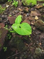 de petites feuilles de taro poussent près des rochers photo