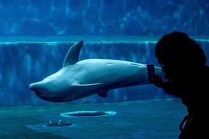réservoir de dauphins dans un aquarium jouant avec des humains photo