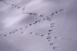 traces d'animaux sentiers sur neige blanche photo