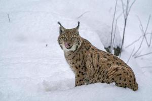 lynx dans la neige portrait photo