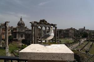 mouette dans les ruines de rome photo