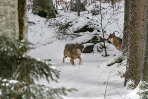 loup gris dans la neige photo