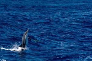 dauphin en sautant dans la mer d'un bleu profond photo