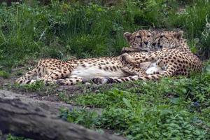 portrait de couple léopard guépard tout en serrant photo