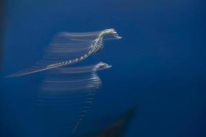 cheval de mer effet de mouvement sous l'eau technique de torsion panoramique photo