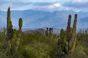 sierra de la laguna basse californie sur photo