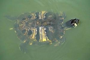 new york central park tortue du lac photo