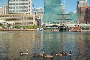 canadian goose, natation, dans, baltimore, maryland, port intérieur photo