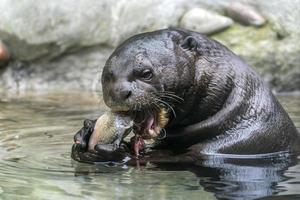 loutre mangeant un poisson dans une rivière photo