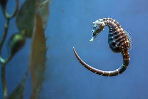 hippocampe sous l'eau gros plan photo