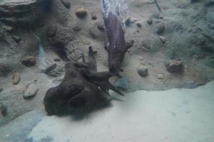 loutre sous l'eau dans une rivière photo