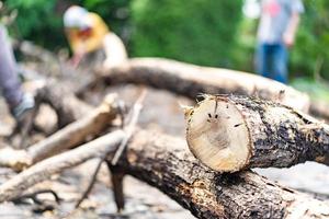 près de l'arbre mort a été coupé et divisé par un travailleur asiatique. photo