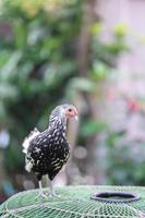 poussin de hambourg sur le terrain extérieur dans le jardin de la maison humaine. photo