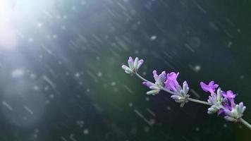 brin de lavande sur fond vert foncé avec un rayon de soleil et des gouttes de pluie. photo