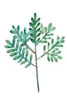 branche pelucheuse de feuilles vertes clipart aquarelle sur blanc. illustration dessinée à la main de la verdure estivale. photo