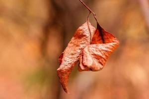 belles feuilles d'automne sur une branche photo