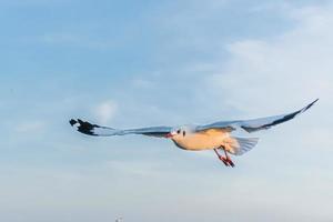 mouette volant haut dans le vent. mouette volante. vol de mouette photo