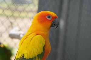 perroquet coloré mis en cage dans une cage photo