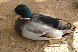 les canards de ferme sont élevés pour l'alimentation humaine. photo