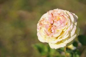 belle rose blanche sur l'arbre donne à ton amant le jour de la saint valentin. photo