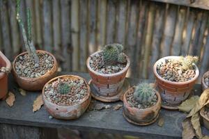 cactus dans un vieux pot dans un café photo