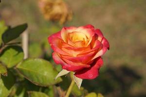 belle rose rouge sur l'arbre apportez-la à votre amoureux le jour de la saint valentin. photo