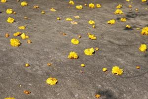 fleurs de supannika sur le sol en ciment photo