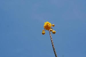 fleur de supannika fond de ciel bleu photo