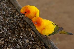 les perroquets mangent délicieusement des graines de tournesol. photo