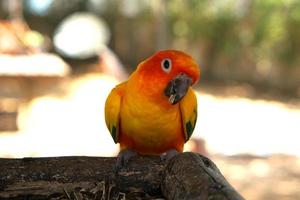 perroquets colorés dans le parc photo