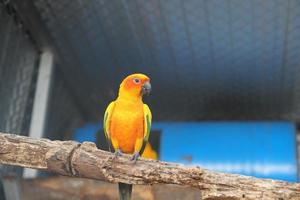 perroquets colorés dans le parc photo